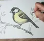 Птицы рисунок