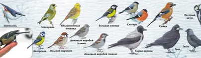 Какие птицы зимуют