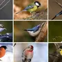 Какие птицы зимуют