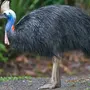 Птицы австралии