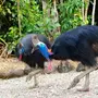 Птицы австралии