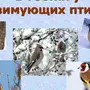 Зимующие Птицы Нижегородской Области