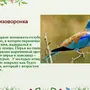 Птицы ростовской области с названиями