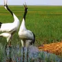 Птицы ростовской области с названиями