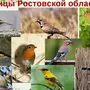 Птицы Ростовской Области С Названиями
