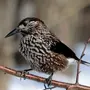 Птицы сибири с названиями