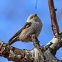 Птицы сибири с названиями