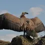 Картинки птица гриф