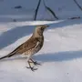 Птицы сибири