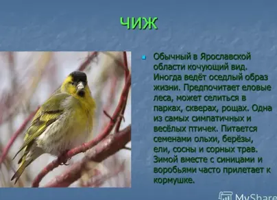 Птицы ярославской области