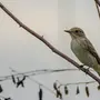 Птицы Ярославской Области