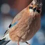 Птицы ярославской области