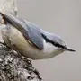 Поползень обыкновенный: птицы