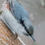 Поползень обыкновенный: птицы