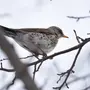 Птицы тюменской области и названия