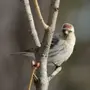 Птицы Тюменской Области И Названия