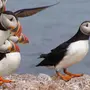Морские птицы