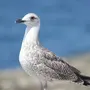 Морские птицы
