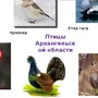 Птицы архангельской области с названиями
