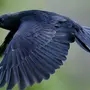 Картинки птица ворон