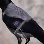 Картинки Птица Ворон