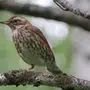 Птицы тамбовской области