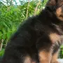 Собака немецкая овчарка щенки