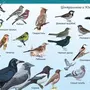 Птицы тульской области с названиями