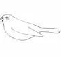 Рисунок птицы 2 класс