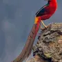 Красивые птицы мира