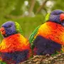 Красивые птицы мира