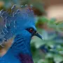 Красивые Птицы Мира