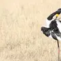 Африканские Птицы
