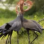 Африканские птицы