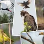 Африканские птицы