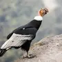 Птица Кондор