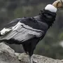 Птица кондор