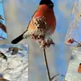 Зимние Птицы Татарстана