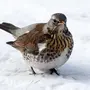 Зимние птицы татарстана