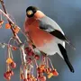 Зимние птицы татарстана