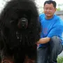 Собака Тибетский Мастиф