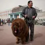 Собака тибетский мастиф