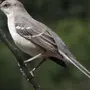 Птица пересмешник