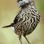 Ореховка птица