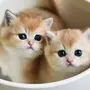 Смешные фотки кошек