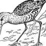Птица кроншнеп для срисовки