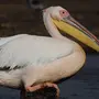 Птица пеликан