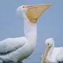 Птица пеликан