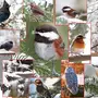 Зимующие птицы челябинской области