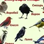 Зимующие птицы челябинской области
